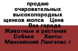 продаю очаровательных высокопородных щенков мопса › Цена ­ 20 000 - Все города Животные и растения » Собаки   . Ханты-Мансийский,Лангепас г.